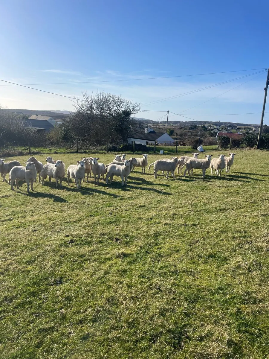 20 Easycare ewe lambs - Image 2