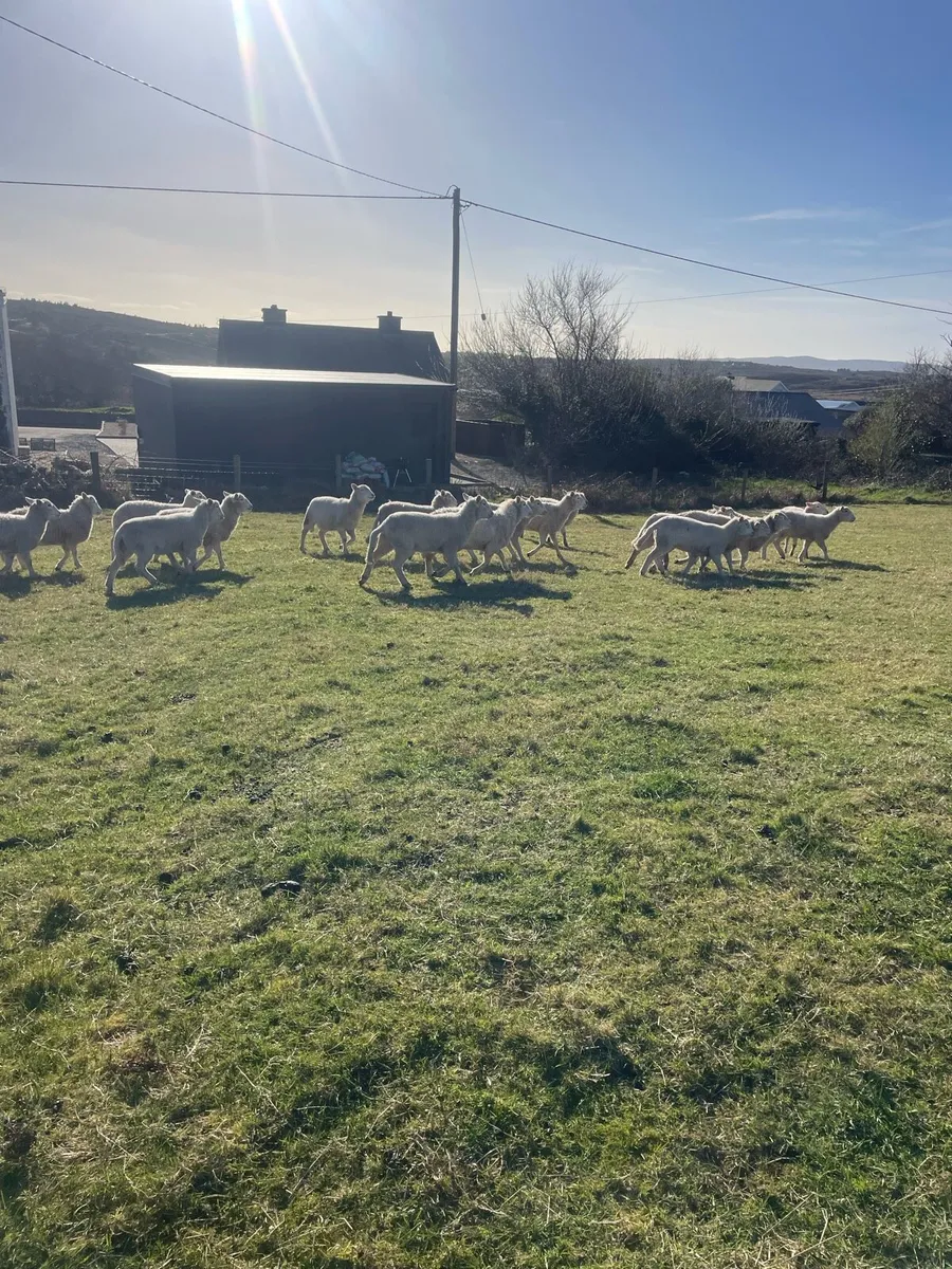 20 Easycare ewe lambs - Image 3