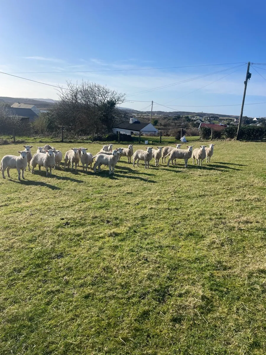 20 Easycare ewe lambs - Image 1