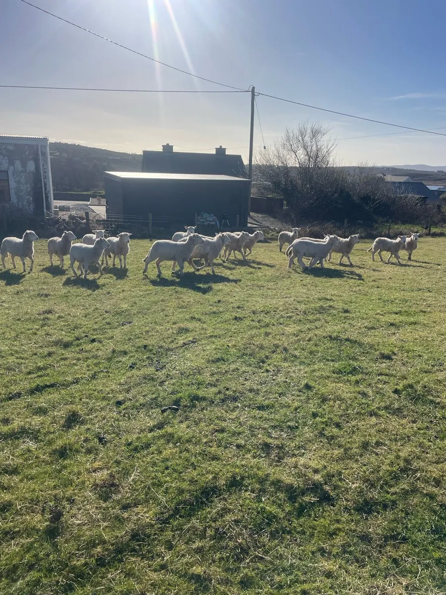 20 Easycare ewe lambs - Image 4