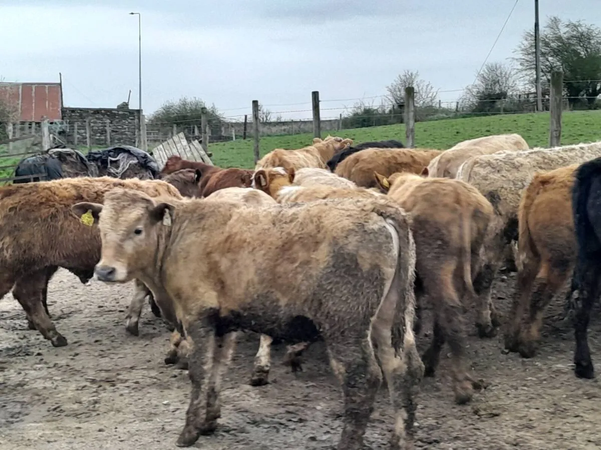 22 Smashing Suckler bred Bull Weanlings - Image 4