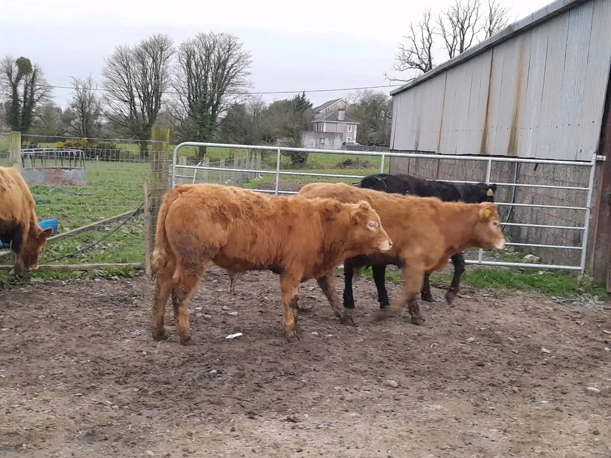 22 Smashing Suckler bred Bull Weanlings - Image 2