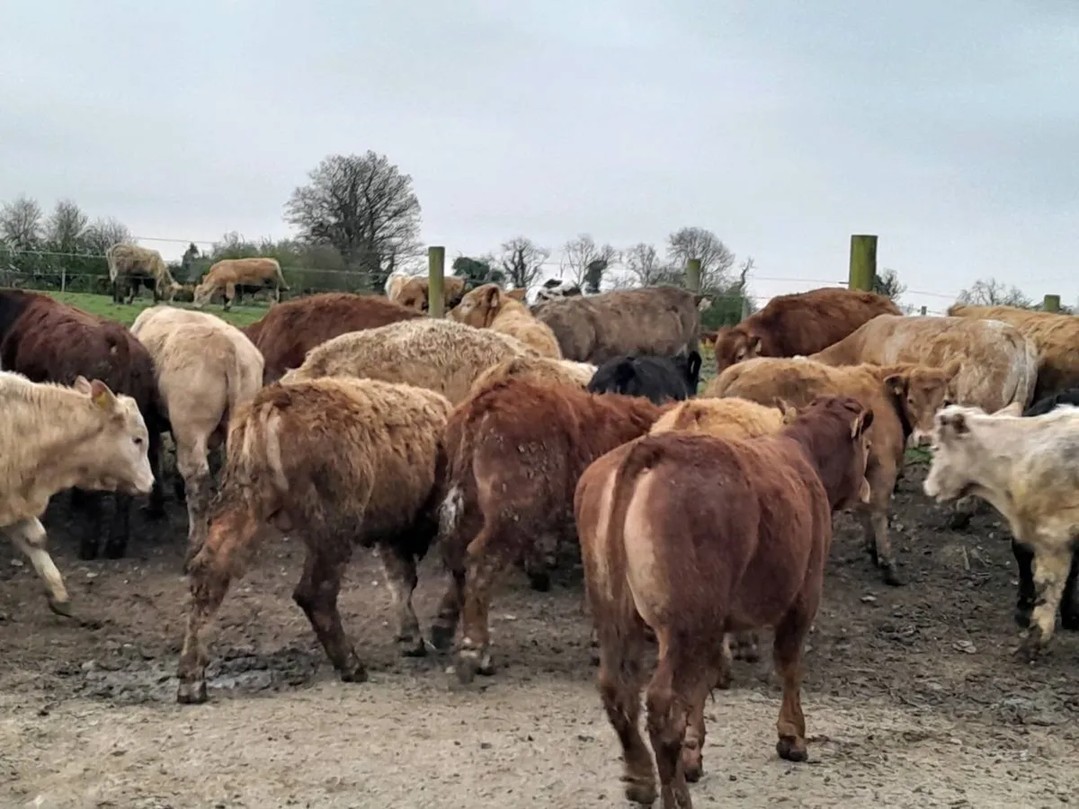 22 Smashing Suckler bred Bull Weanlings - Image 3
