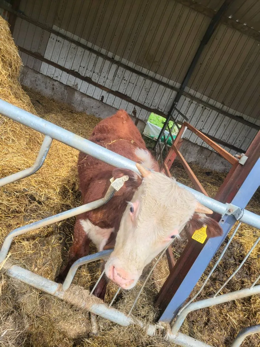 Herefords pedigree - Image 1