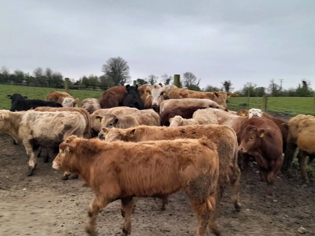 22 Smashing Suckler bred Bull Weanlings - Image 1