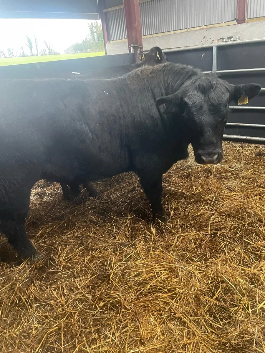 PB AA bull - Image 1