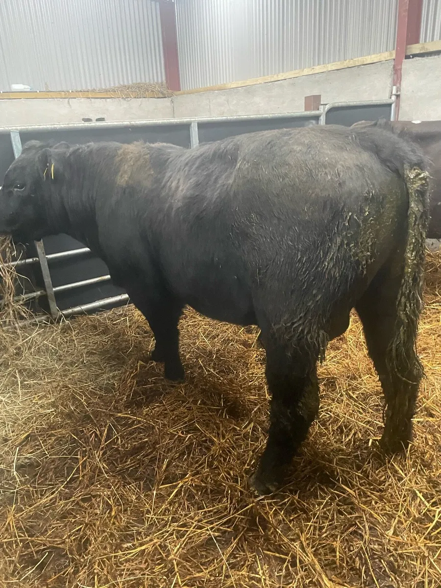 PB AA bull - Image 2