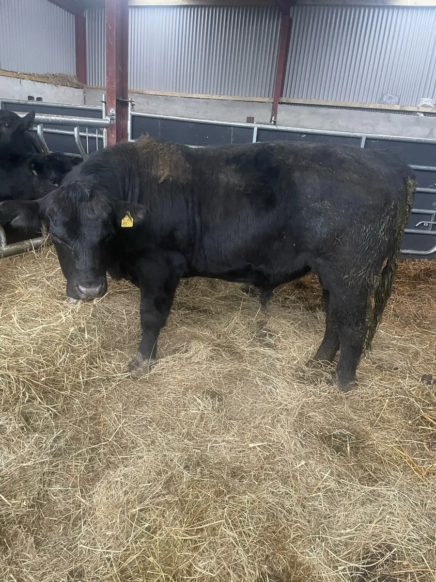 PB AA bull - Image 3