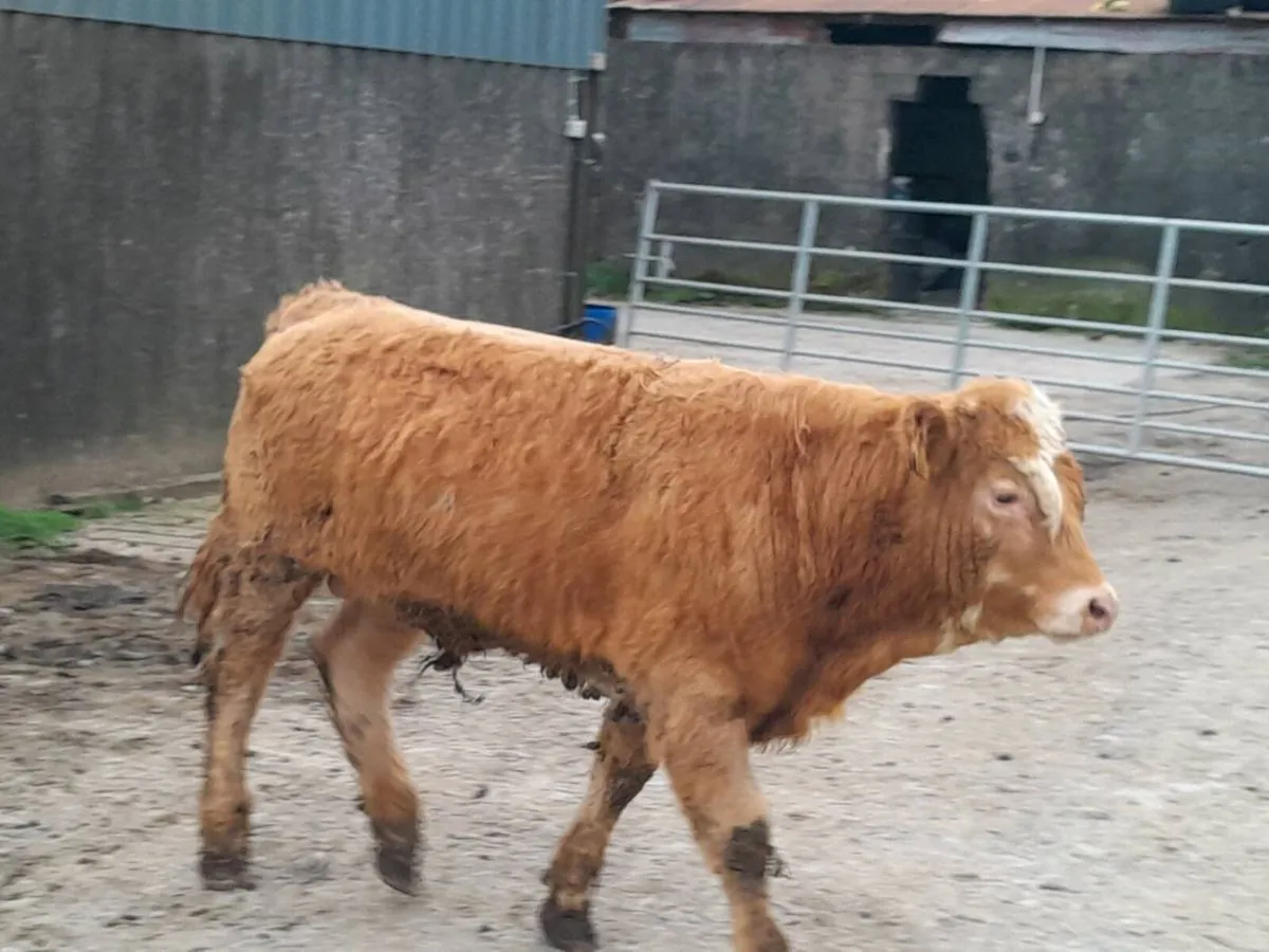 10 Smashing Suckler bred bullocks - Image 2