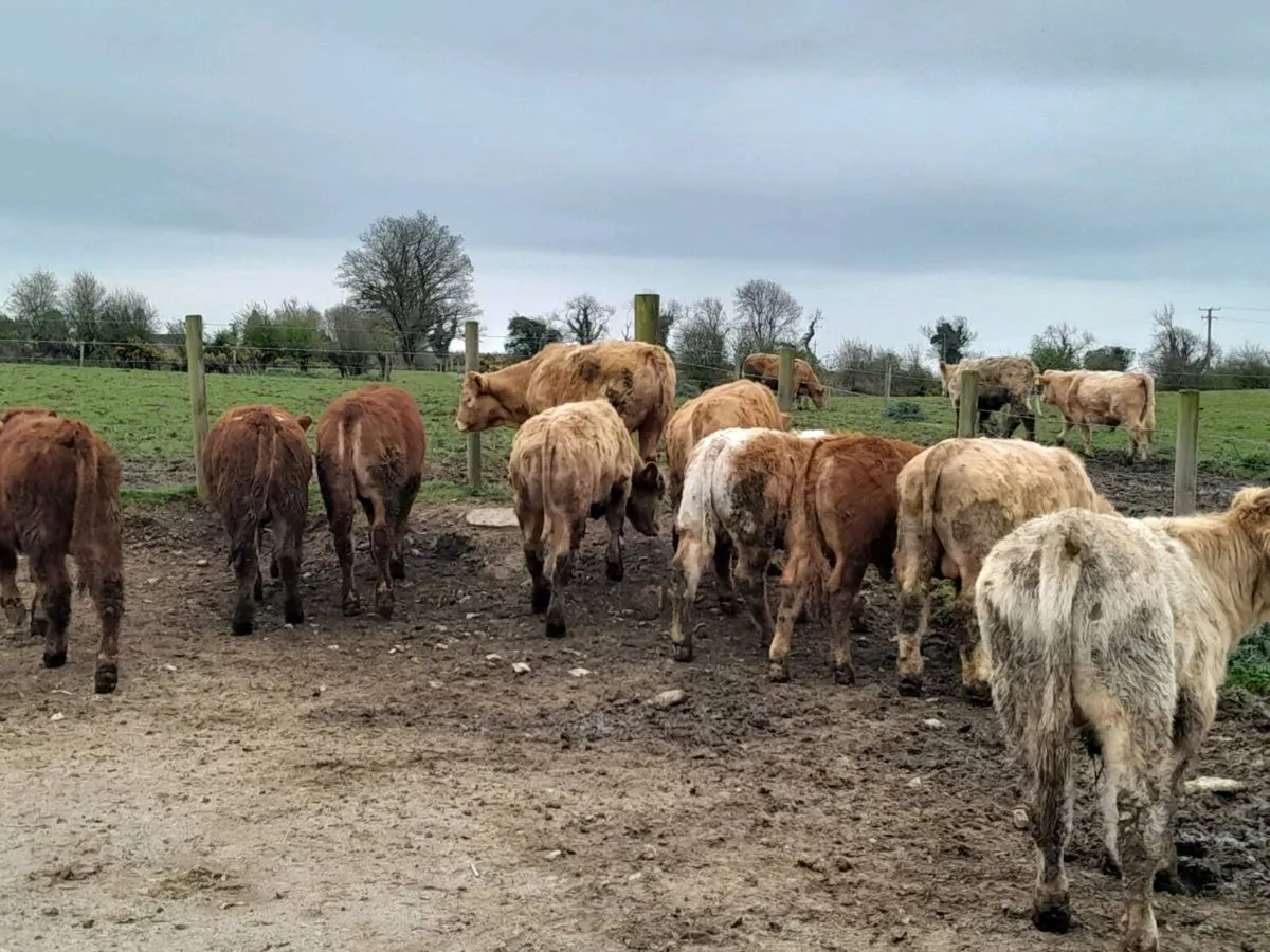 10 Smashing Suckler bred bullocks - Image 3