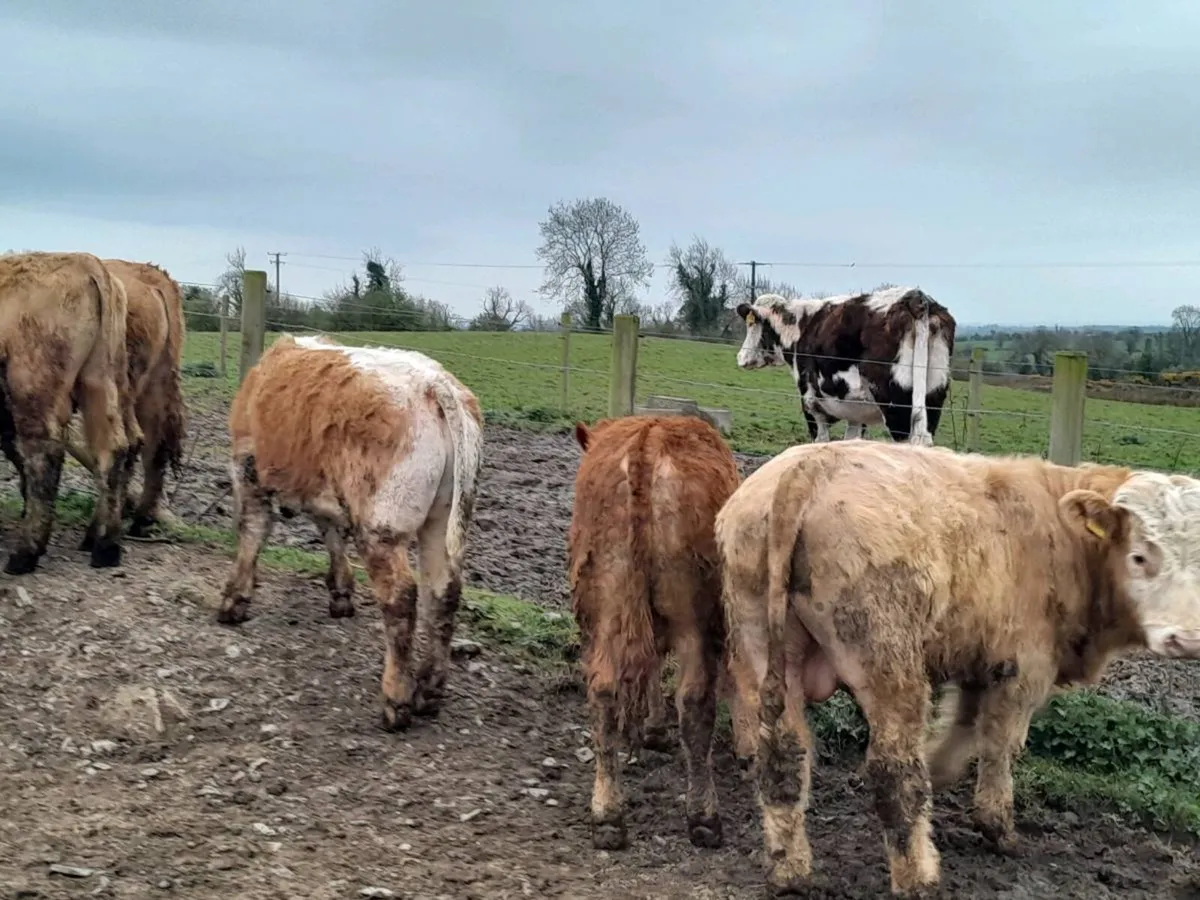 10 Smashing Suckler bred bullocks - Image 4