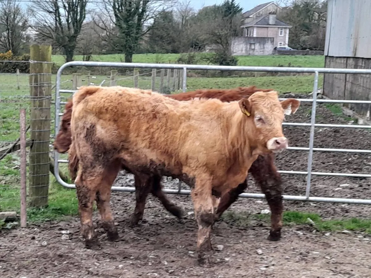 10 Smashing Suckler bred bullocks - Image 1