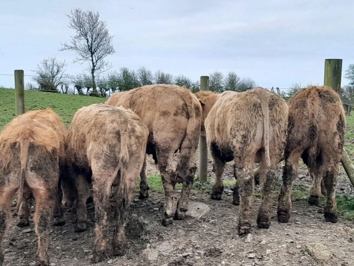 10 Smashing Charlaois bullocks - Image 2