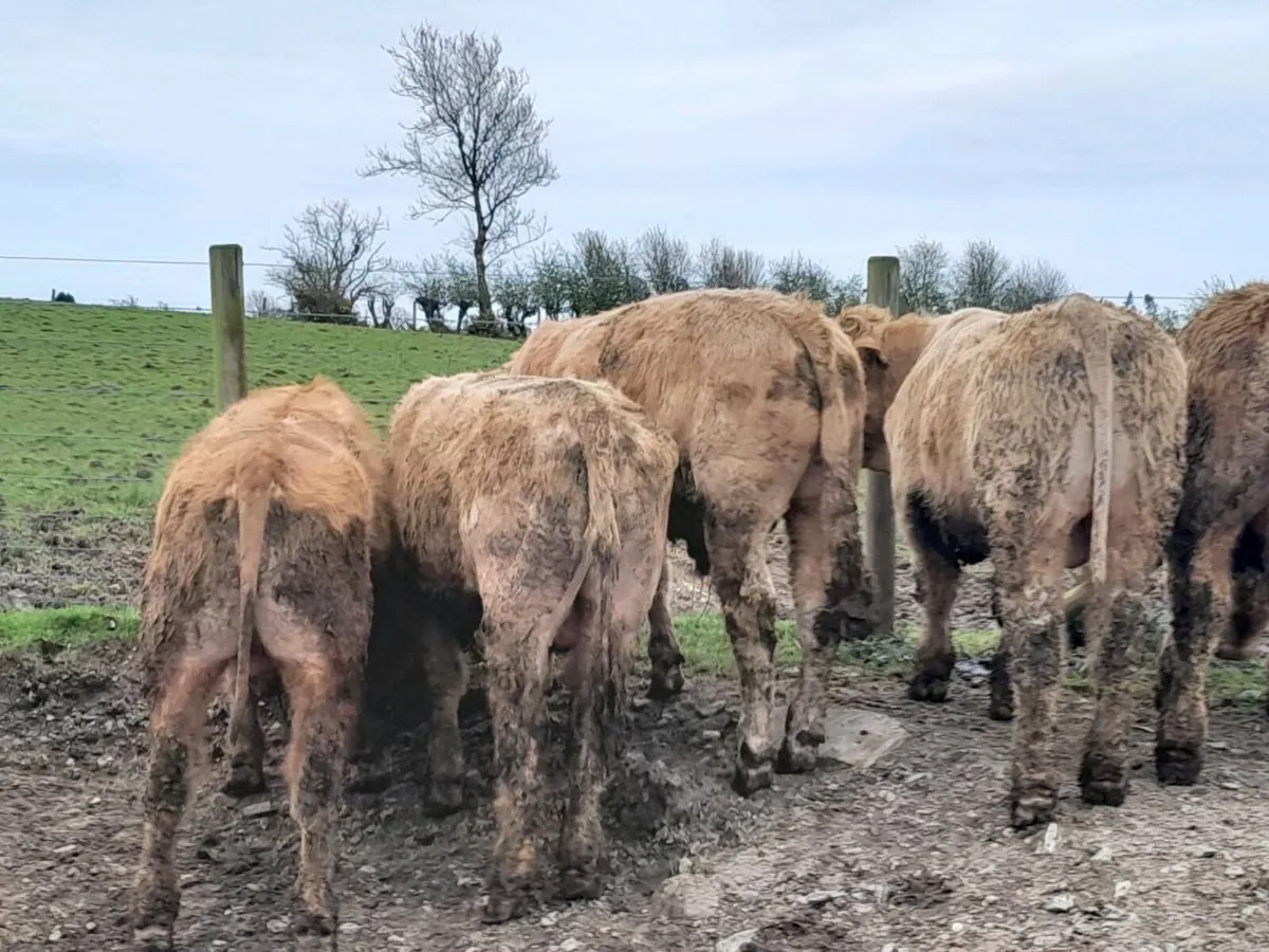 10 Smashing Charlaois bullocks - Image 3