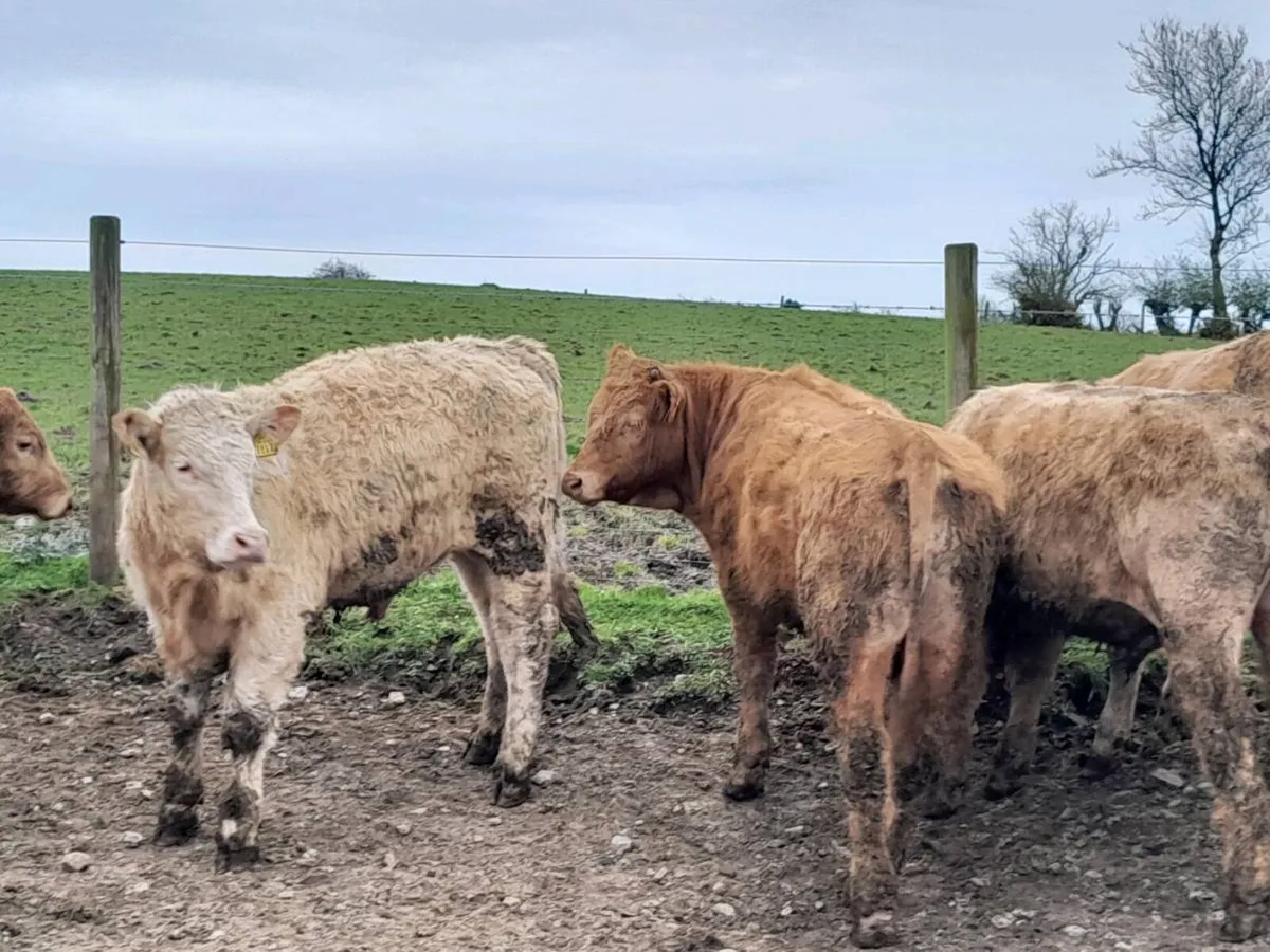 10 Smashing Charlaois bullocks - Image 4