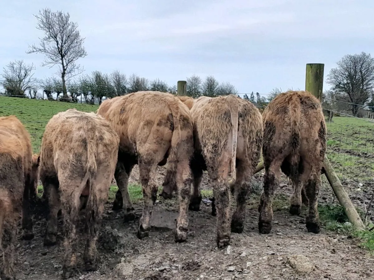 10 Smashing Charlaois bullocks - Image 1