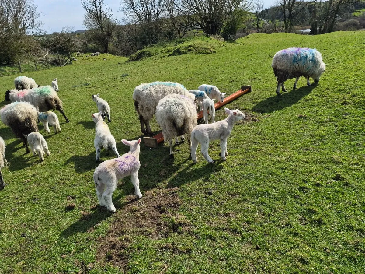 sheep with lambs at foot