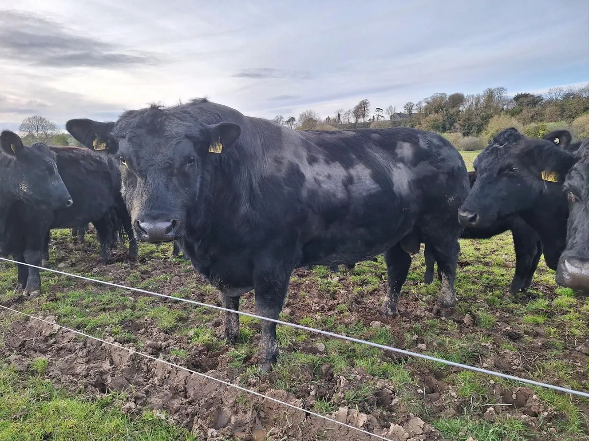 AA Purebred Bulls for Sale - Image 2