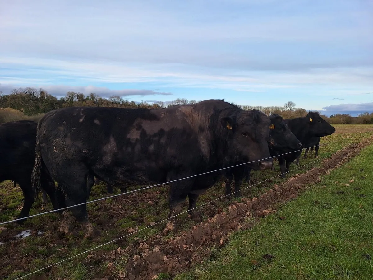 AA Purebred Bulls for Sale - Image 3