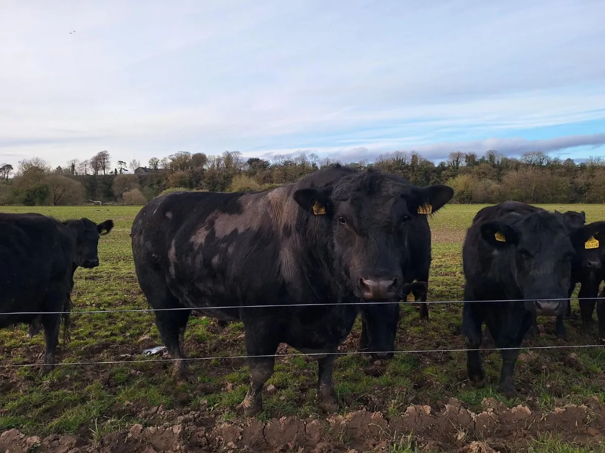 AA Purebred Bulls for Sale - Image 4