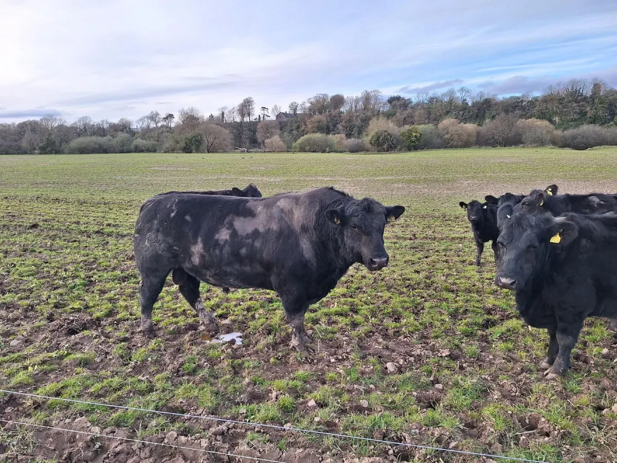 AA Purebred Bulls for Sale - Image 1