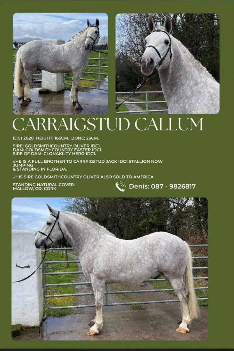 C1 IRISH DRAUGHT STALLION FOR STUD - Image 2