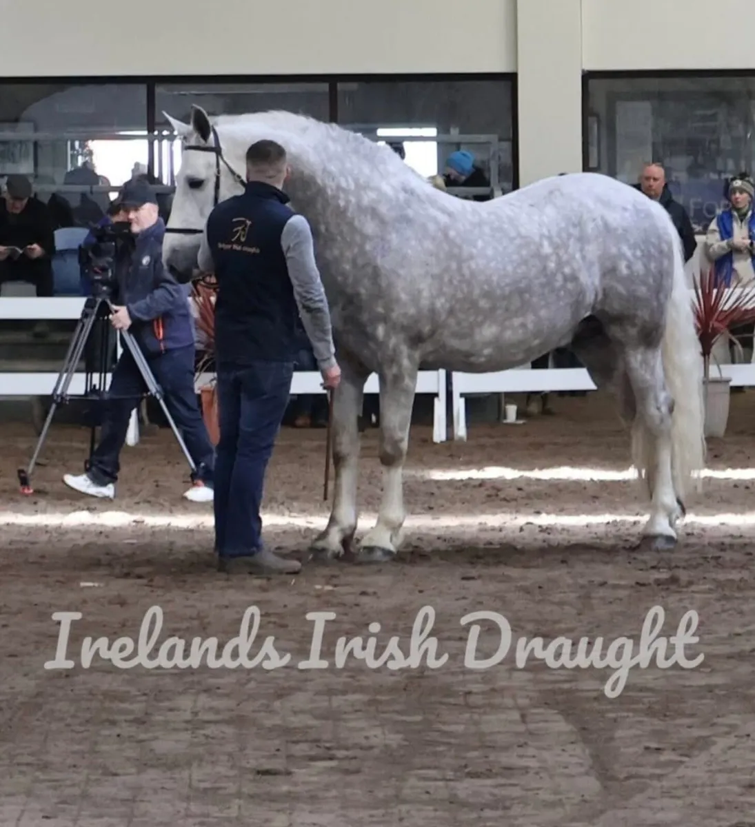C1 IRISH DRAUGHT STALLION FOR STUD - Image 3