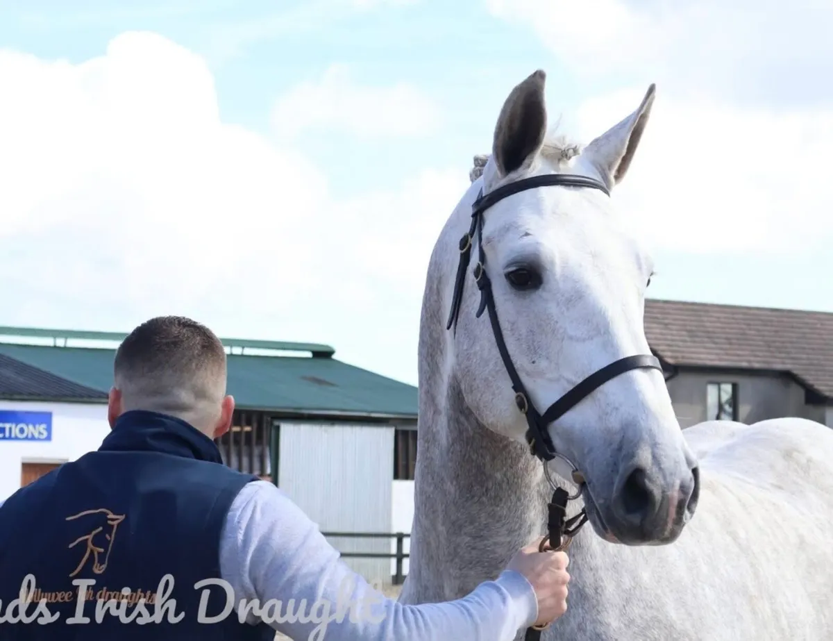 C1 IRISH DRAUGHT STALLION FOR STUD - Image 4