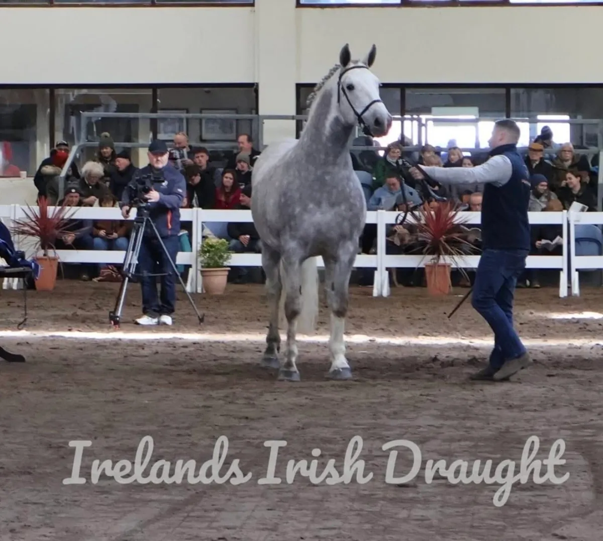 C1 IRISH DRAUGHT STALLION FOR STUD - Image 1