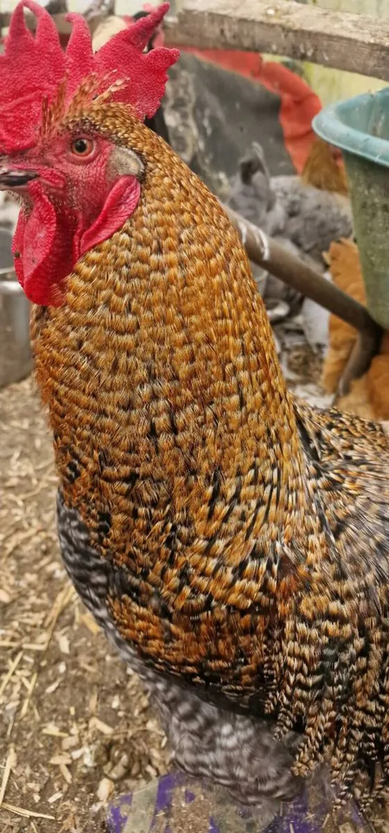 Hens for sale - Image 1