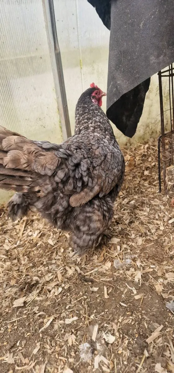 Hens for sale - Image 2