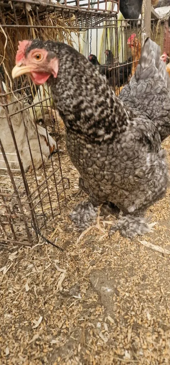 Hens for sale - Image 3
