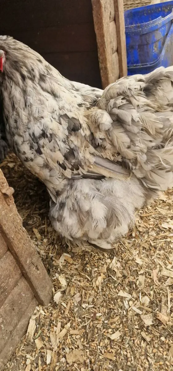 Hens for sale - Image 4