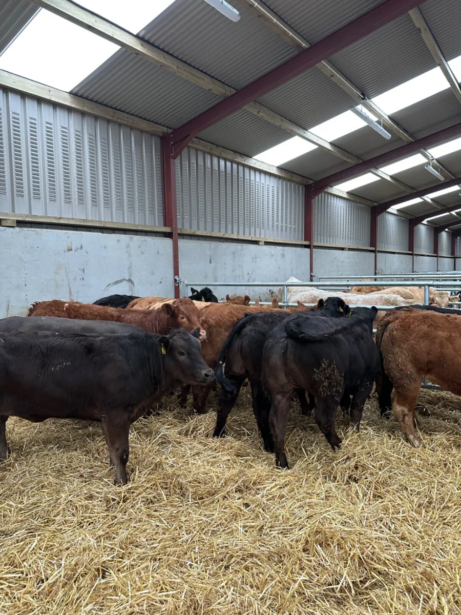 U and E grade heifers - Image 1