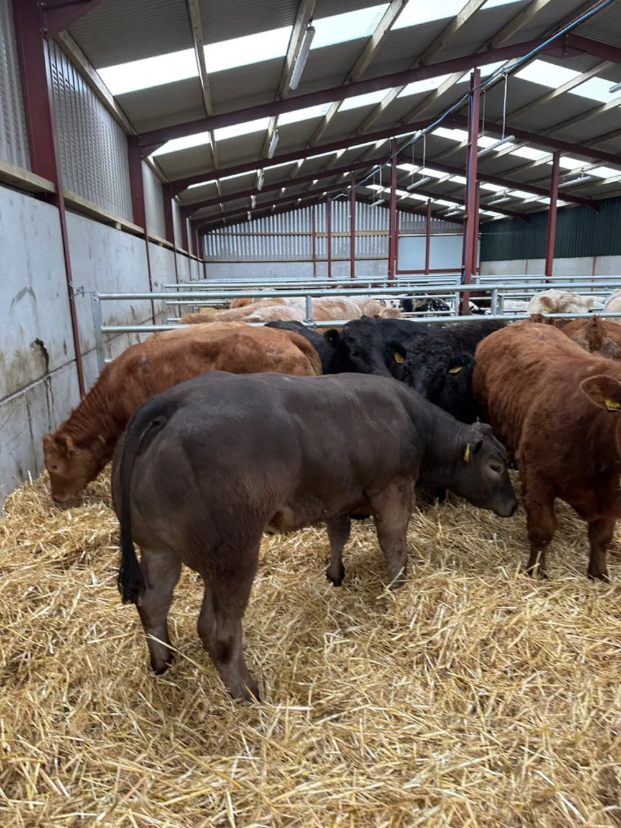 U and E grade heifers - Image 4