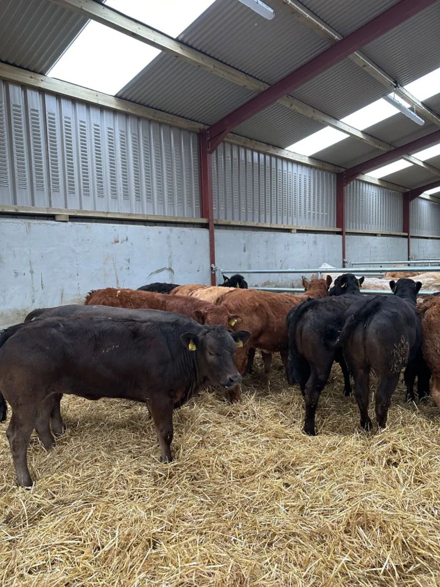 U and E grade heifers - Image 2