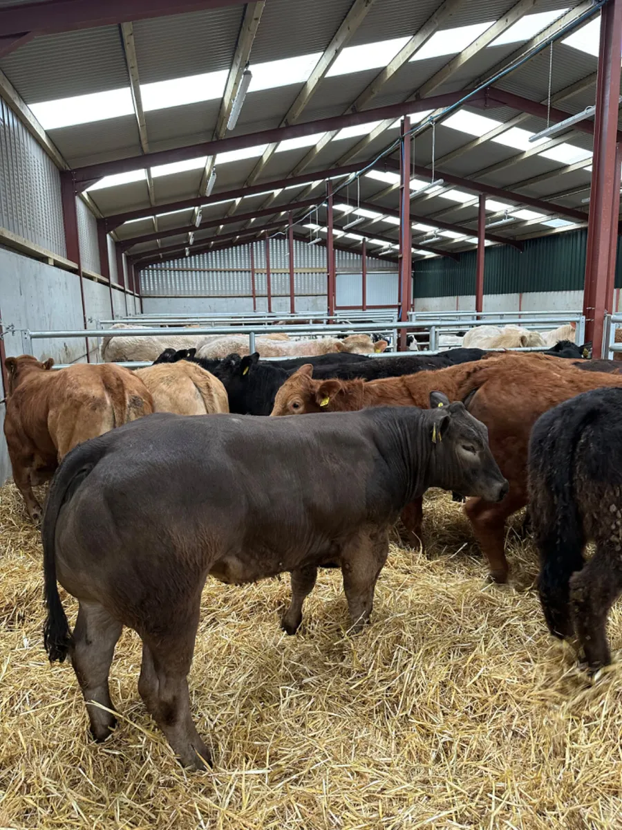 U and E grade heifers - Image 3