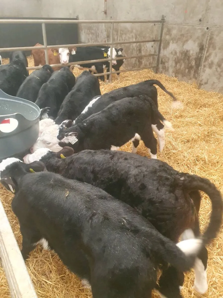 Hereford heifer calves - Image 1