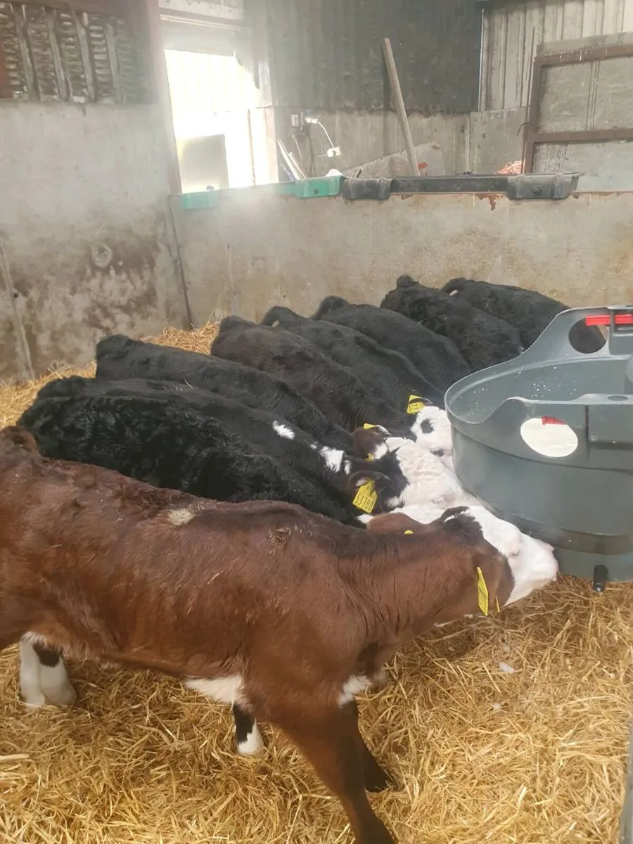 Hereford heifer calves - Image 2