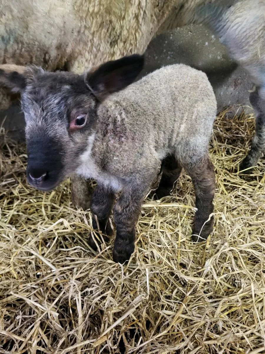 Pet Lambs - Image 4