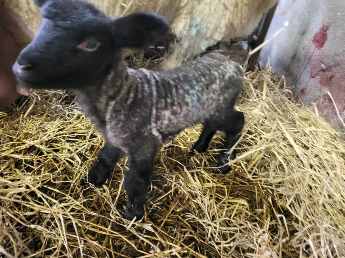 Pet Lambs - Image 1