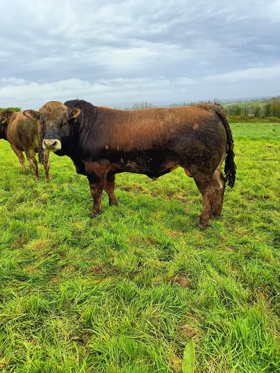 Aubrac bulls - Image 1