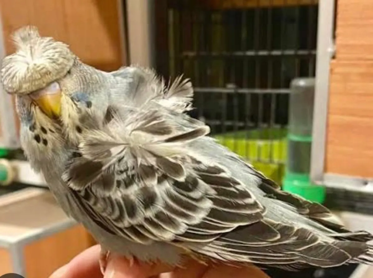 wanted baby birds must be helicopter
