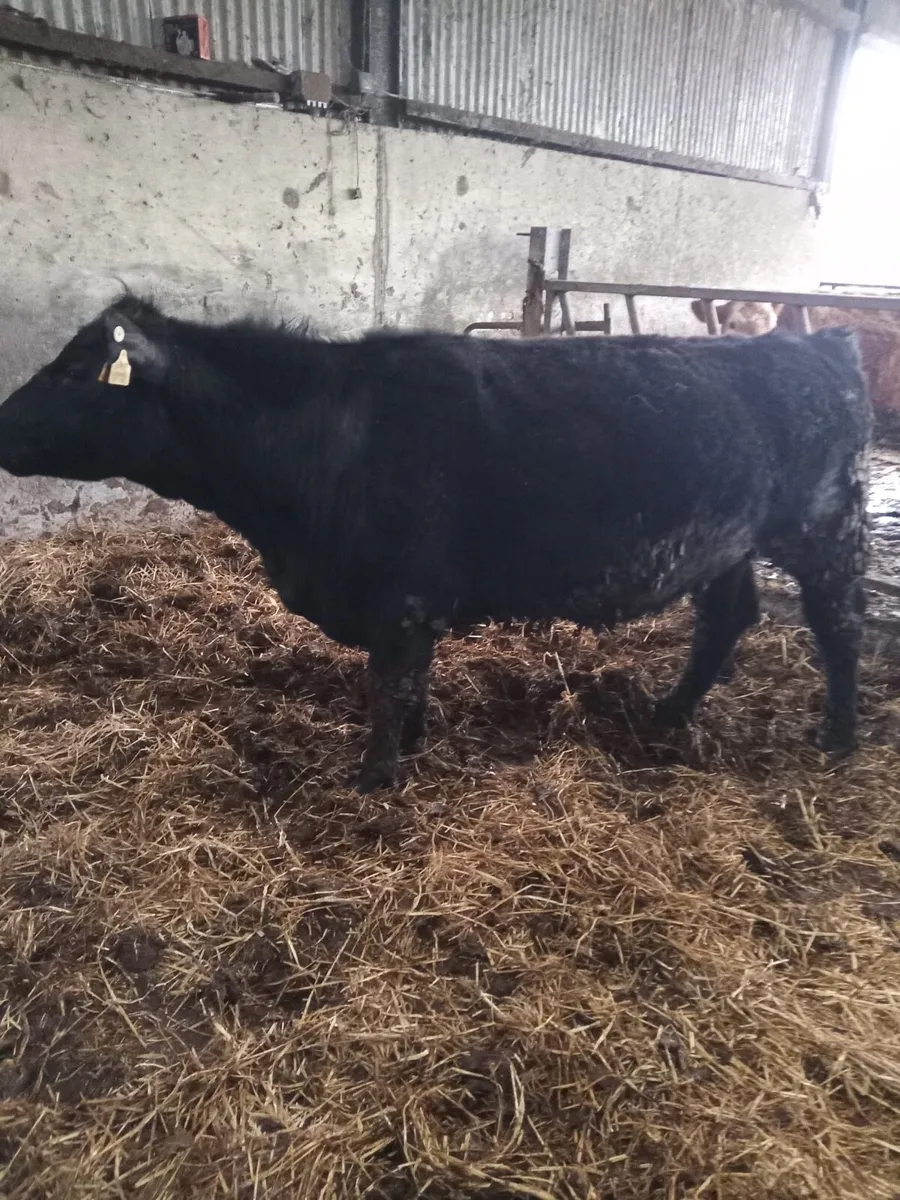 Aberdeen Angus Heifer - Image 1