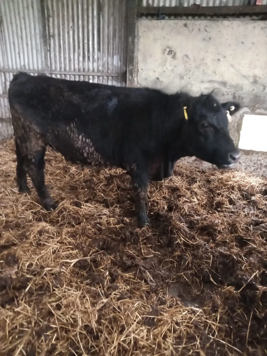 Aberdeen Angus Heifer - Image 3