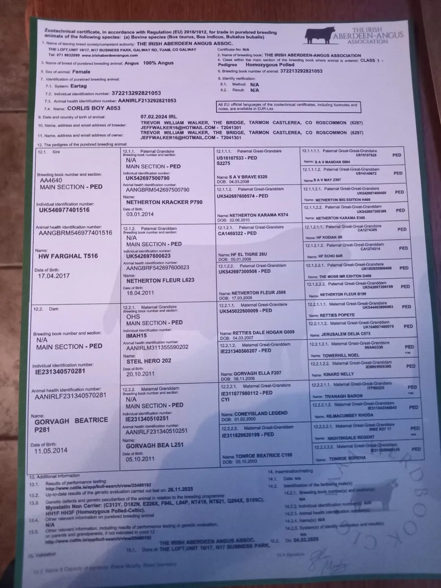 Aberdeen Angus Heifer - Image 4