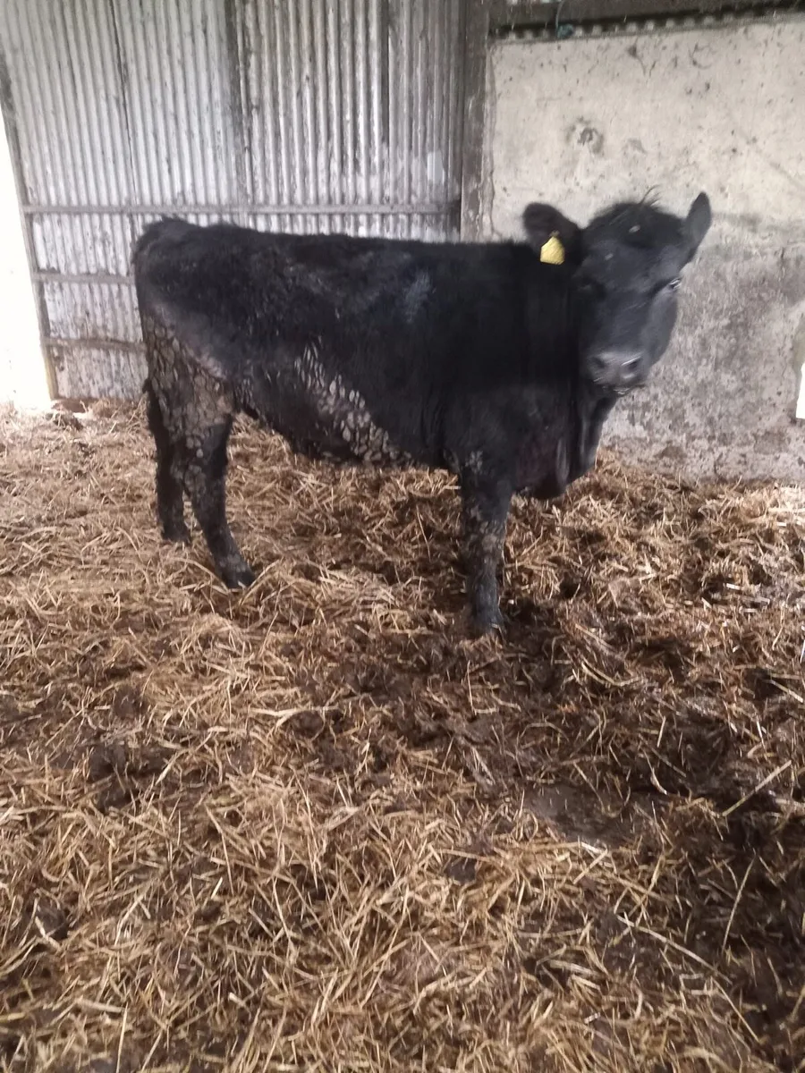 Aberdeen Angus Heifer - Image 2