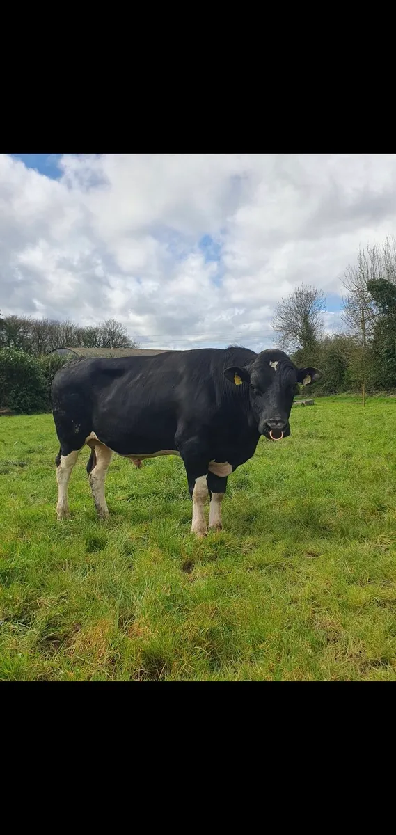 Pedigree Friesian Bulls - Image 2