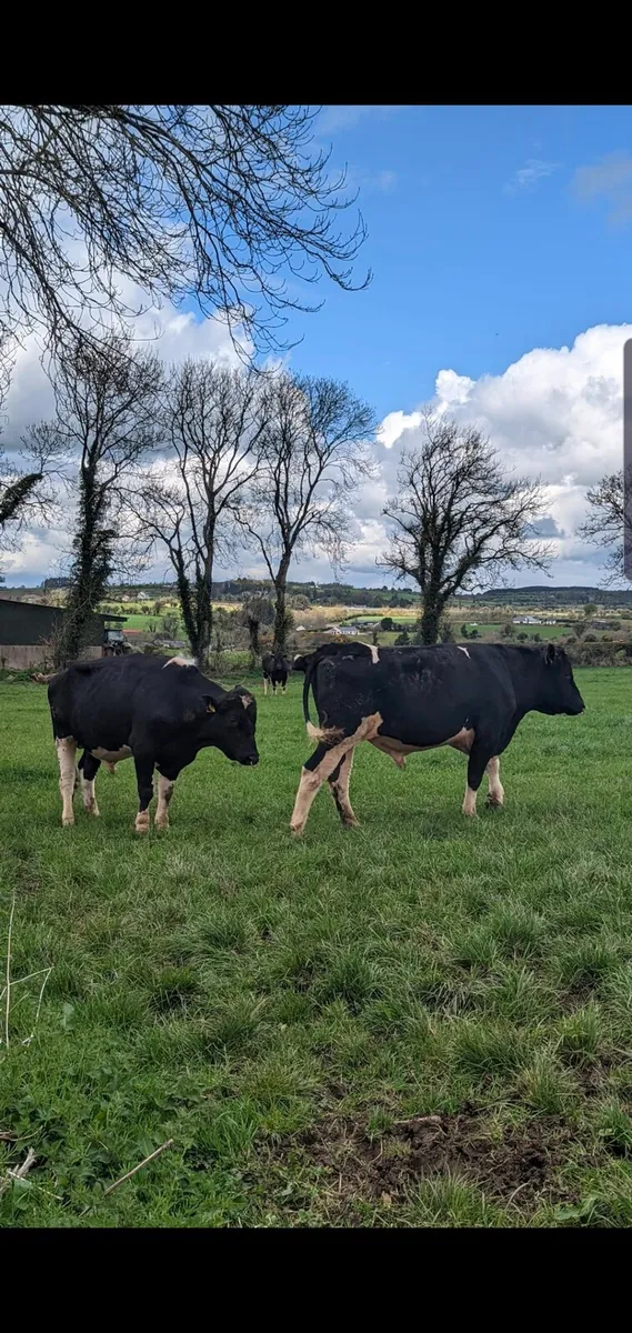 Pedigree Friesian Bulls - Image 3