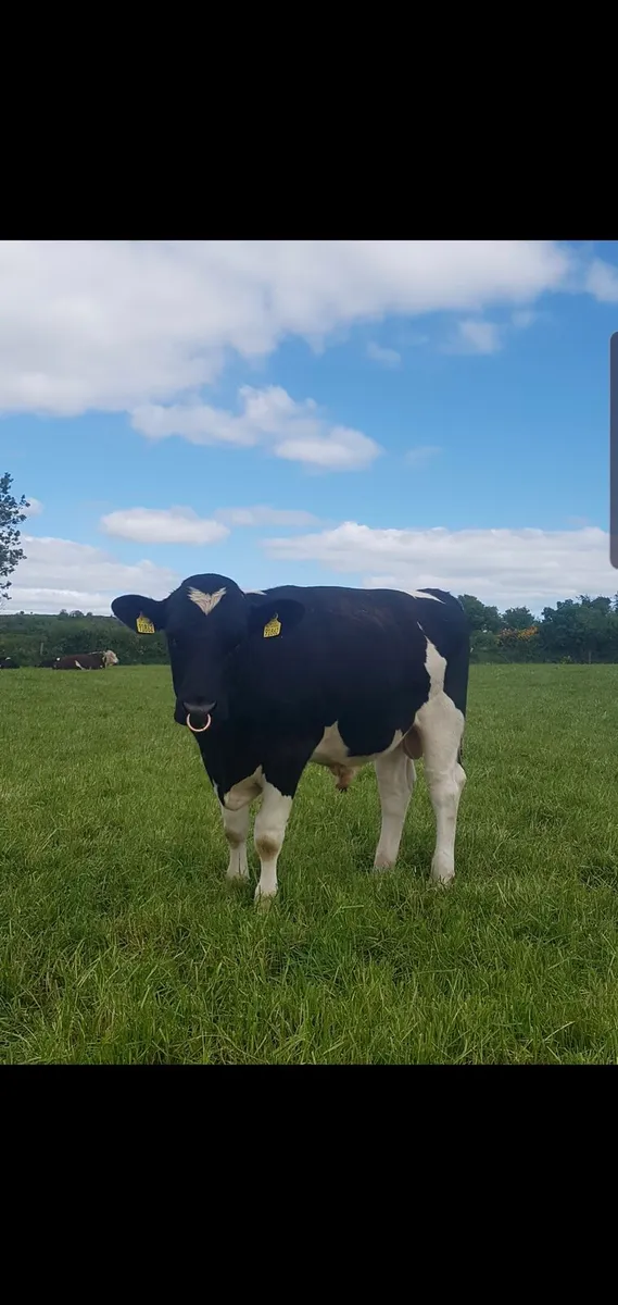 Pedigree Friesian Bulls - Image 1